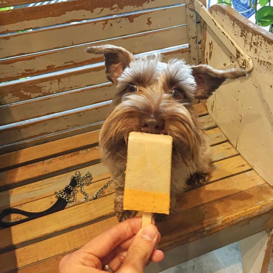 Photo of brown schnauzer licking popsicle